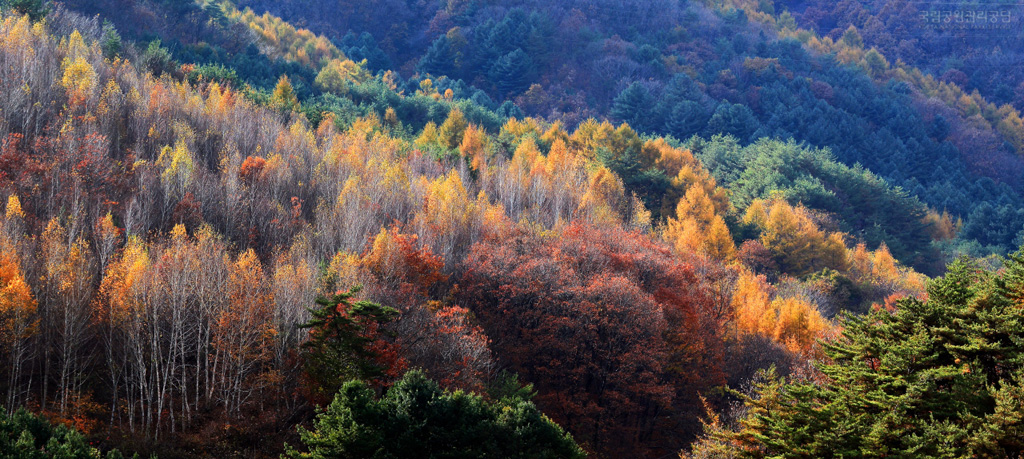 7-F512_12050_치악산_치악산의-시선_김시동_d.jpg